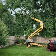 Best Lawn Disease Treatment  in Schuylerville, NY