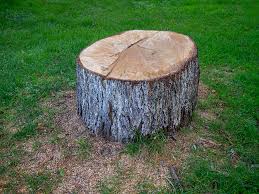 How Our Tree Care Process Works  in  Schuylerville, NY