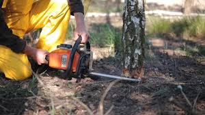 Best Seasonal Cleanup (Spring/Fall)  in Schuylerville, NY