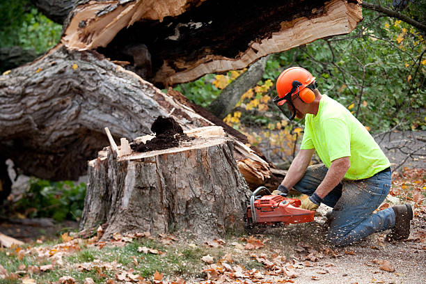 Best Root Management and Removal  in Schuylerville, NY