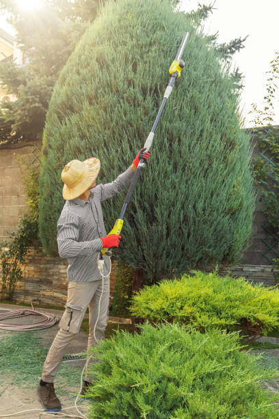 Best Arborist Consultation Services  in Schuylerville, NY